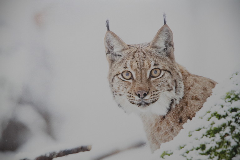 Lynx boréal