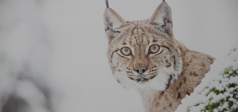 Exposition autour du lynx du Brunchenal